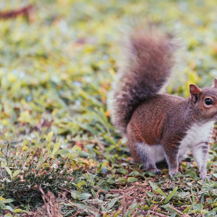 barna mókus csúszó puzzle online