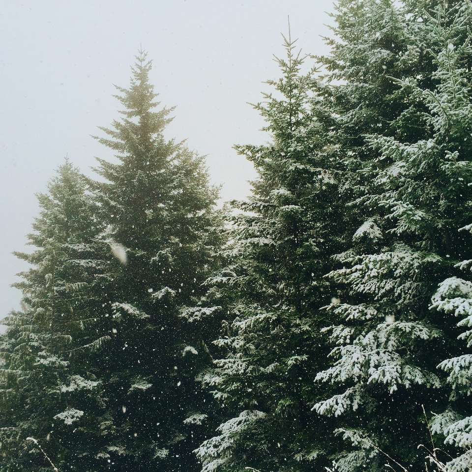 Snow covered spruce trees online puzzle