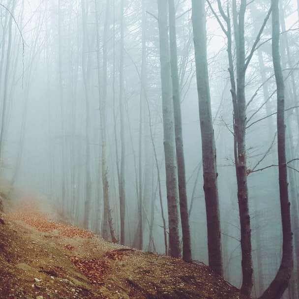 Пътека в мъгливите гори онлайн пъзел