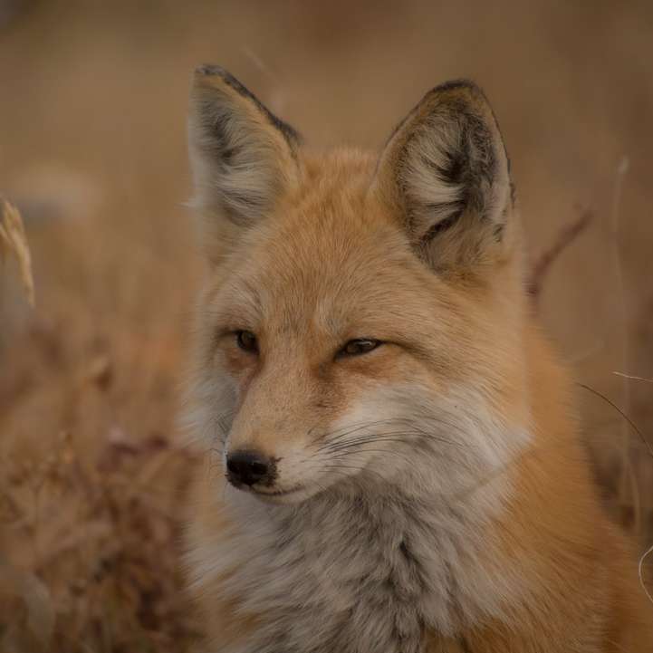Fox by a field online puzzle