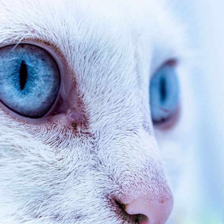 gato branco de olhos azuis com olhos azuis puzzle online