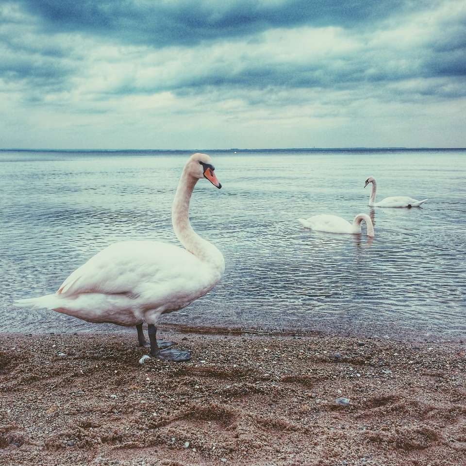 three white swan near shoreline online puzzle