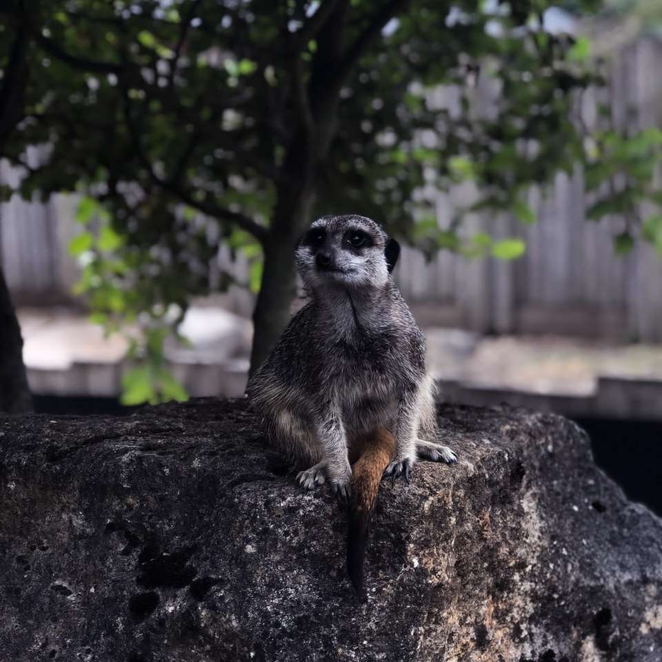 selective focus photography of meercat sitting on rock online puzzle
