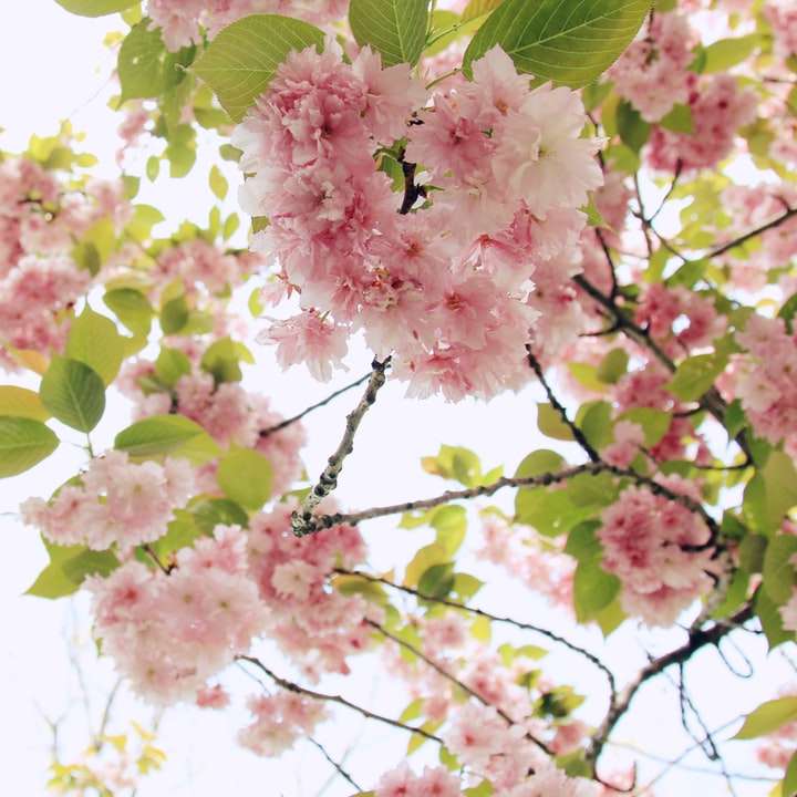 copac de floare roz puzzle online