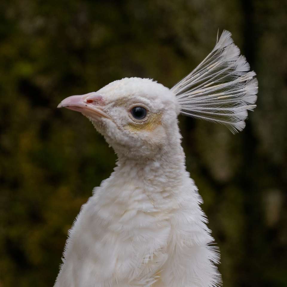 pássaro branco em fotografia de perto puzzle online