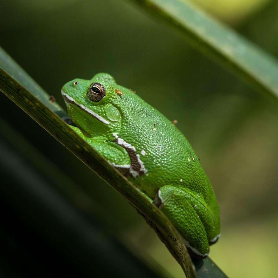 зелена жаба, кацнала на зелени листа, селективен фокус фотография плъзгащ се пъзел онлайн