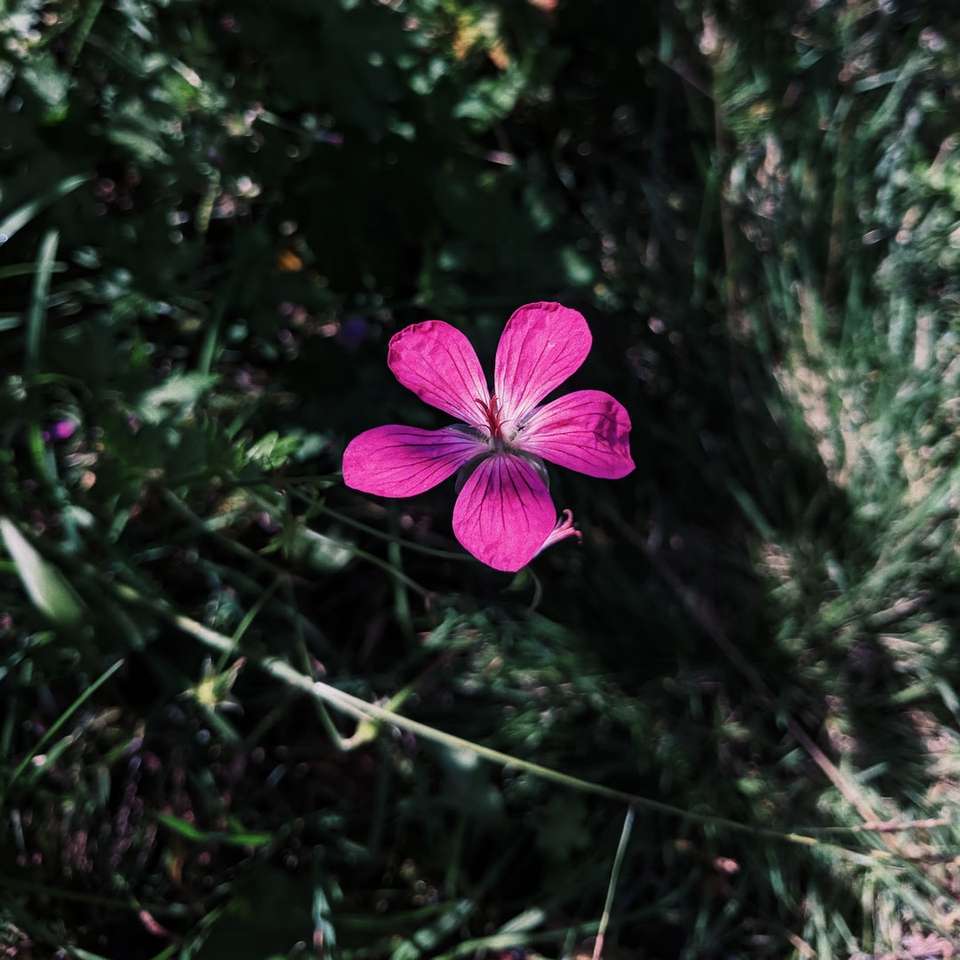 φωτογραφία closeup του μωβ λουλουδιού online παζλ
