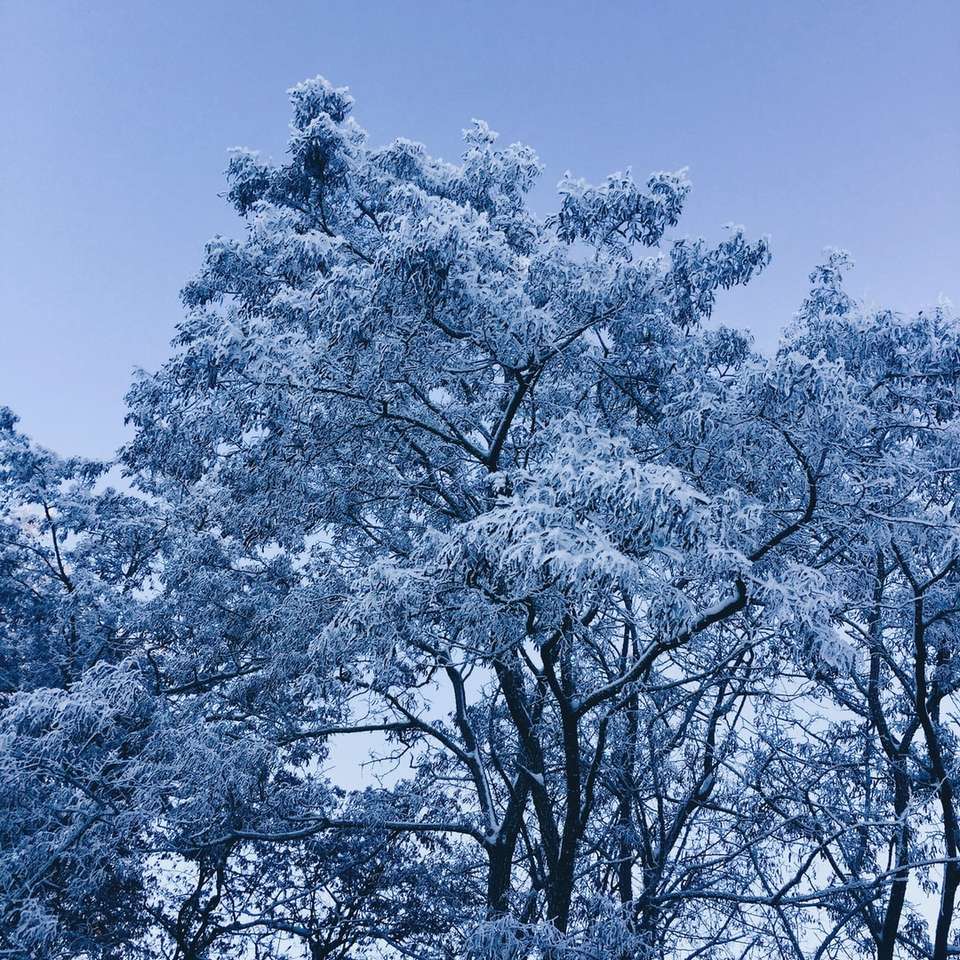 bílý třešňový květ strom pod modrou oblohou během dne online puzzle