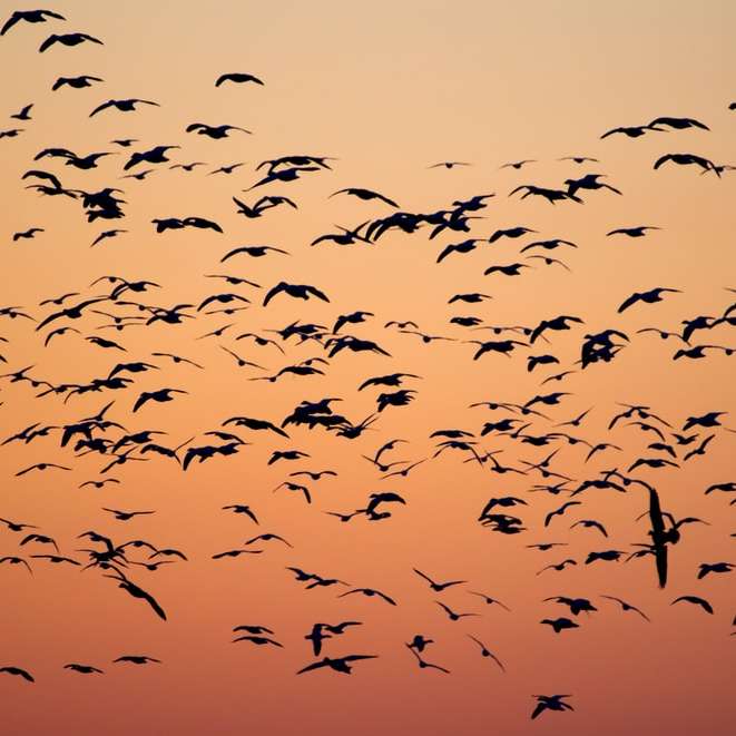 birds during golden hour online puzzle