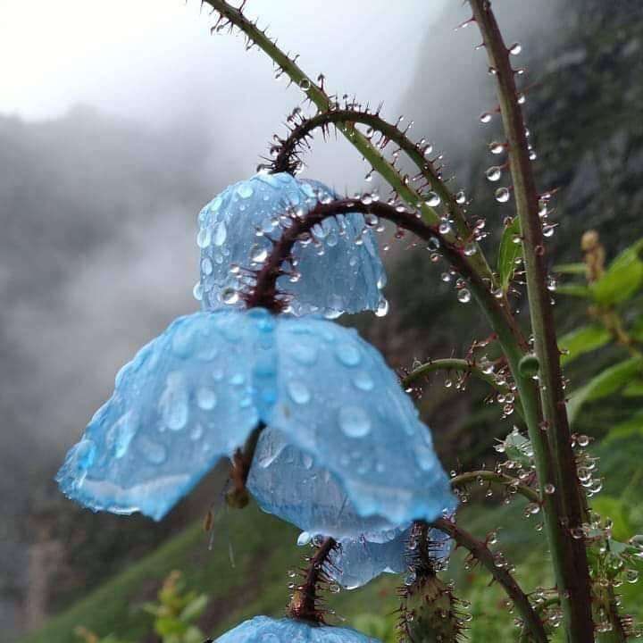 blue Himalayan poppy online puzzle