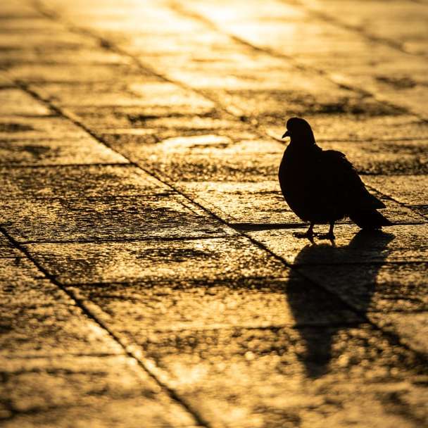 silhouette of bird on pavement online puzzle