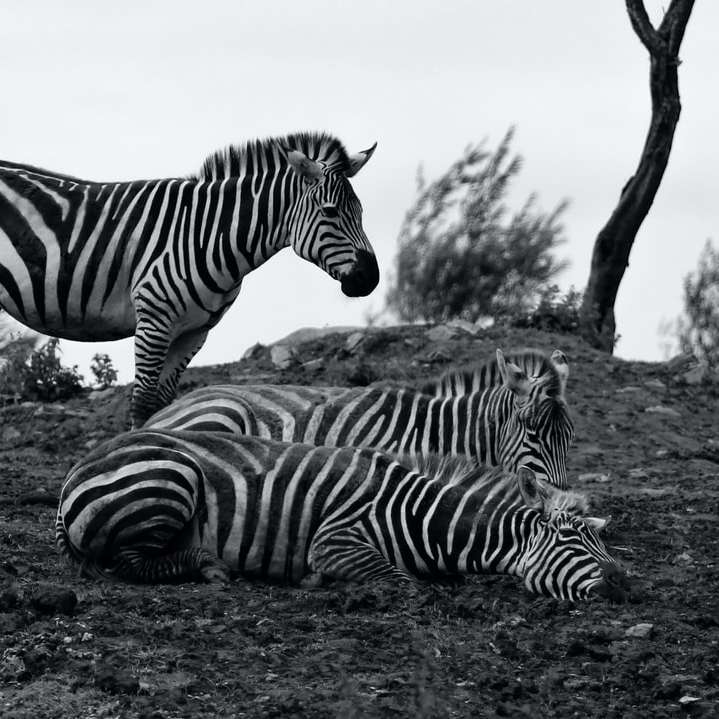 szürkeárnyalatos fotó zebra a füves területen csúszó puzzle online