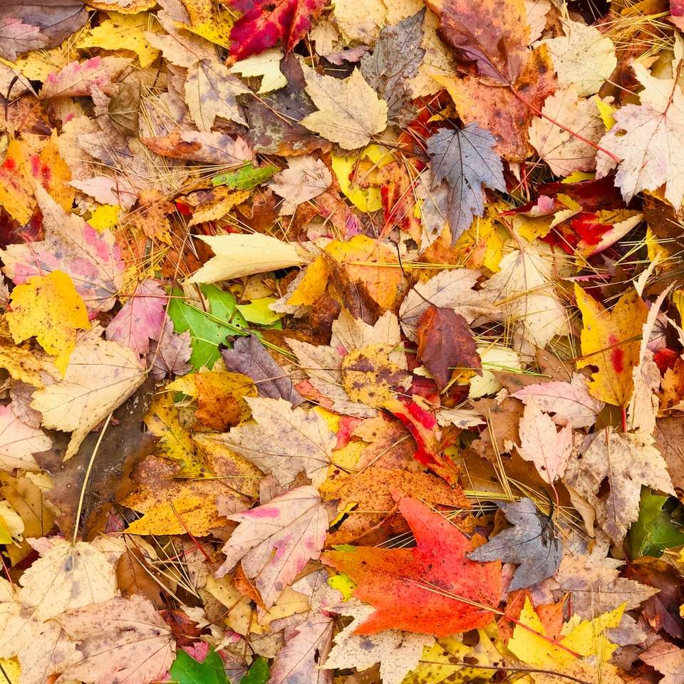 brązowe i czerwone liście klonu na ziemi puzzle online