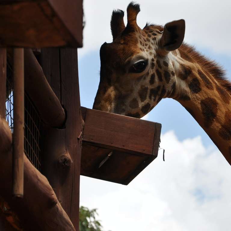 girafa marrom durante o dia puzzle online