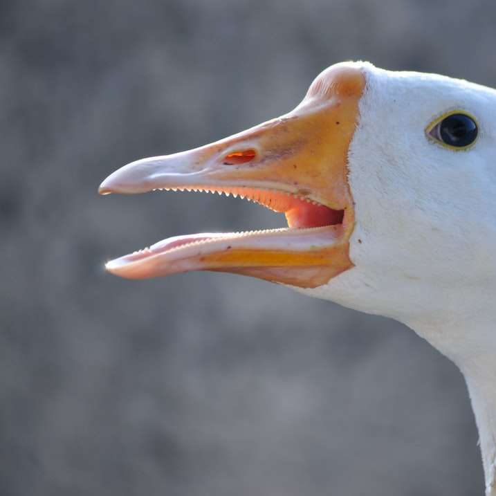 bílá kachna se žlutým zobákem posuvné puzzle online