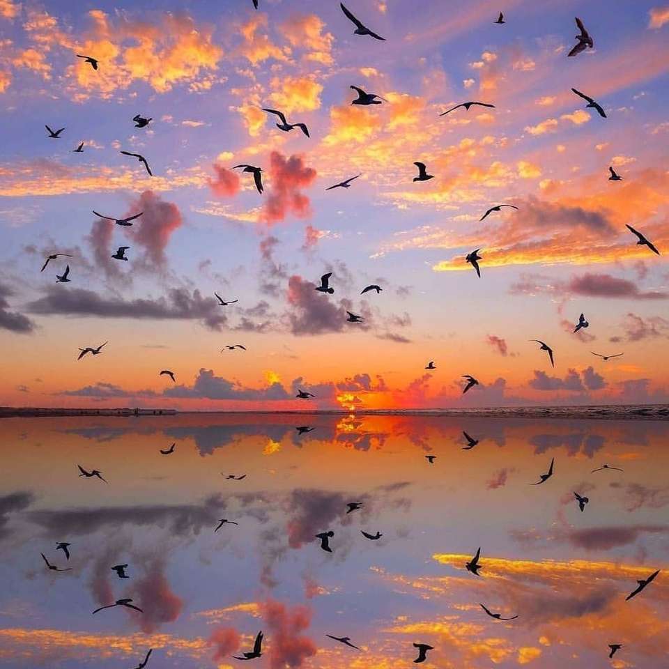 fåglar vid solnedgången ..................... Pussel online