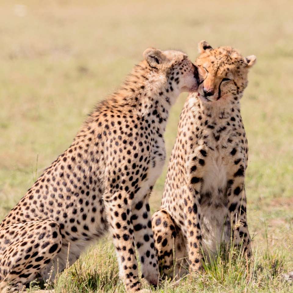 2 cheeta's op veld overdag schuifpuzzel online