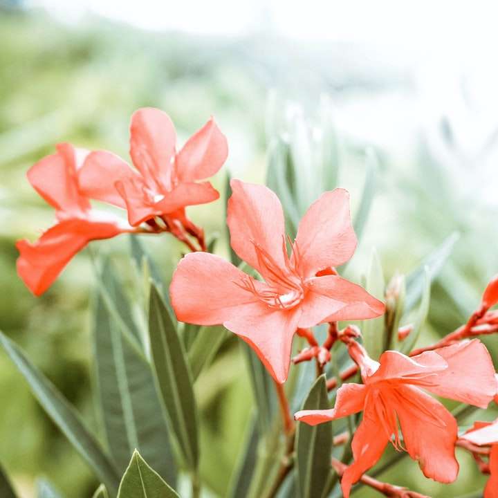 Nahaufnahme Fotografie der orange Blütenblattblume Schiebepuzzle online