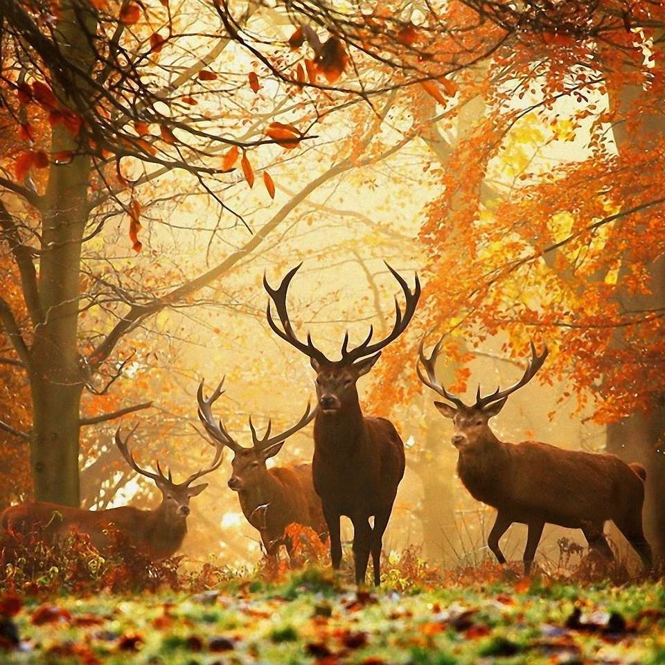 ciervos en el bosque de otoño rompecabezas en línea