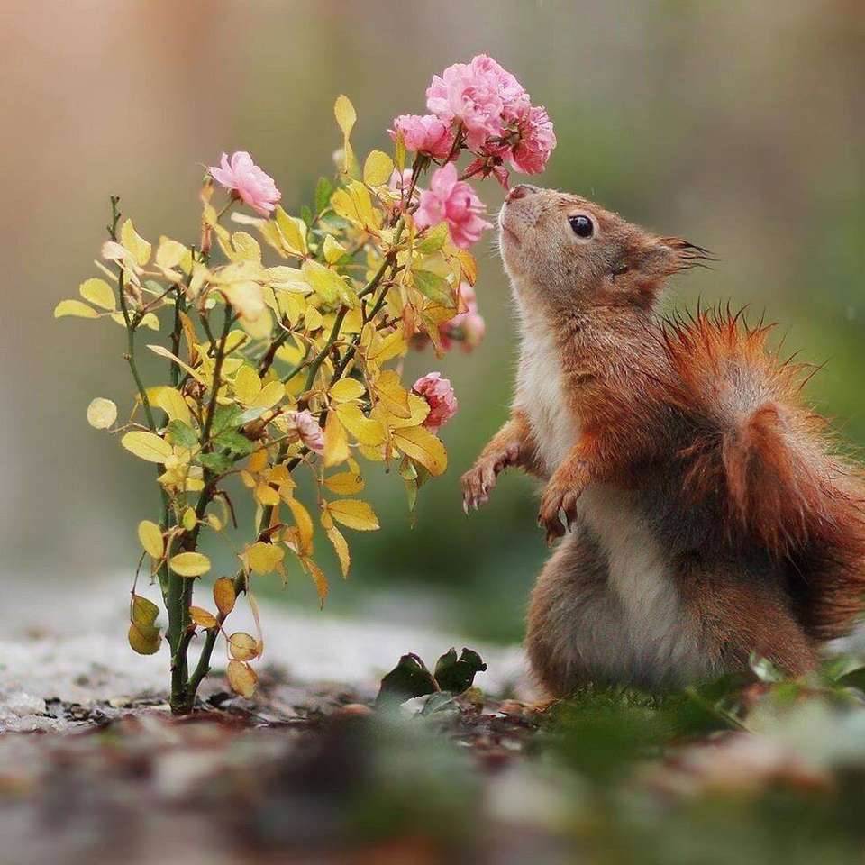 scoiattolo e cespuglio di rose puzzle online