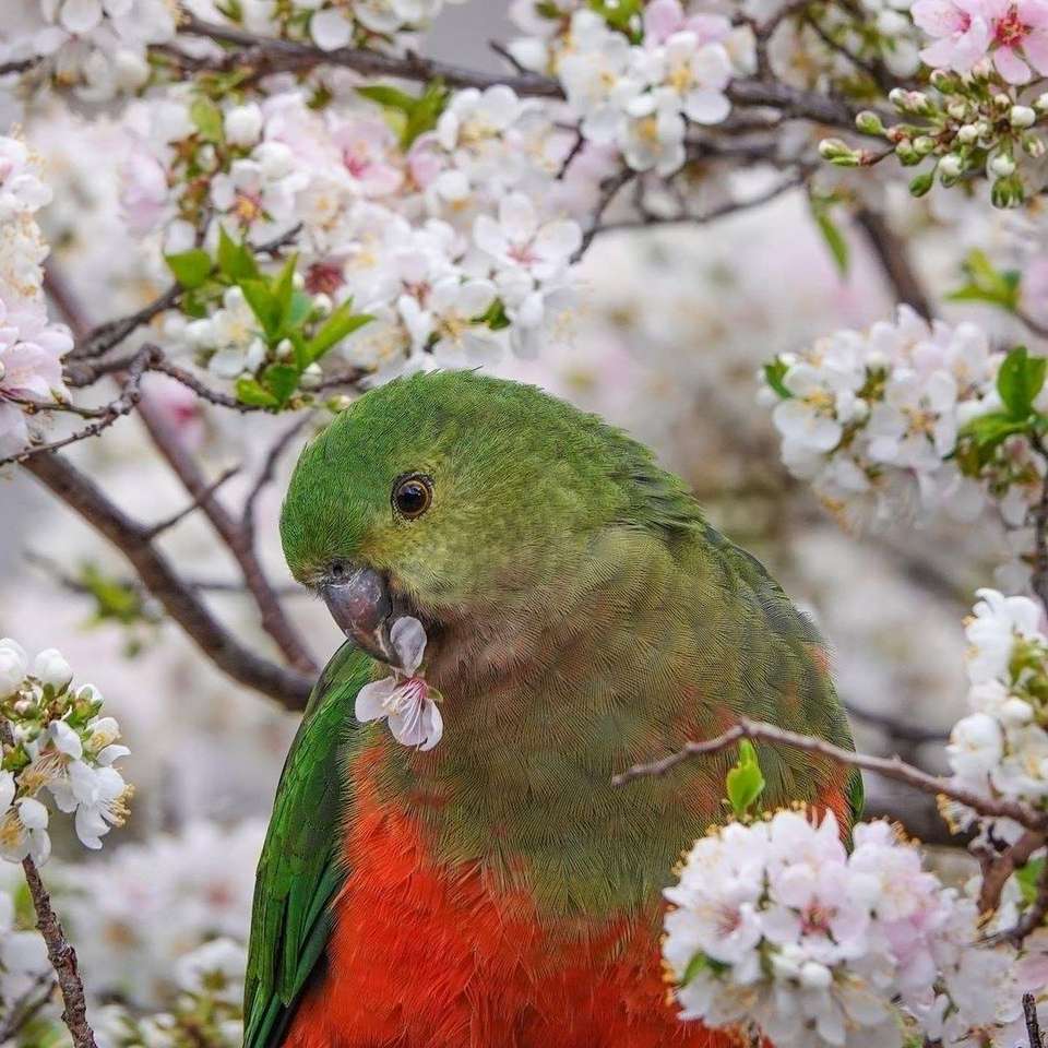 parrot and flowering tree sliding puzzle online