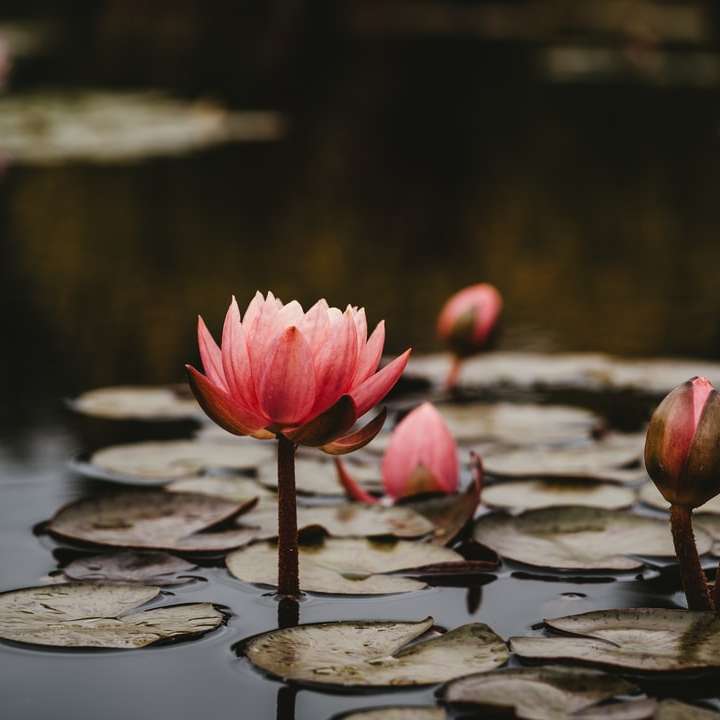 roze lotusbloemen online puzzel