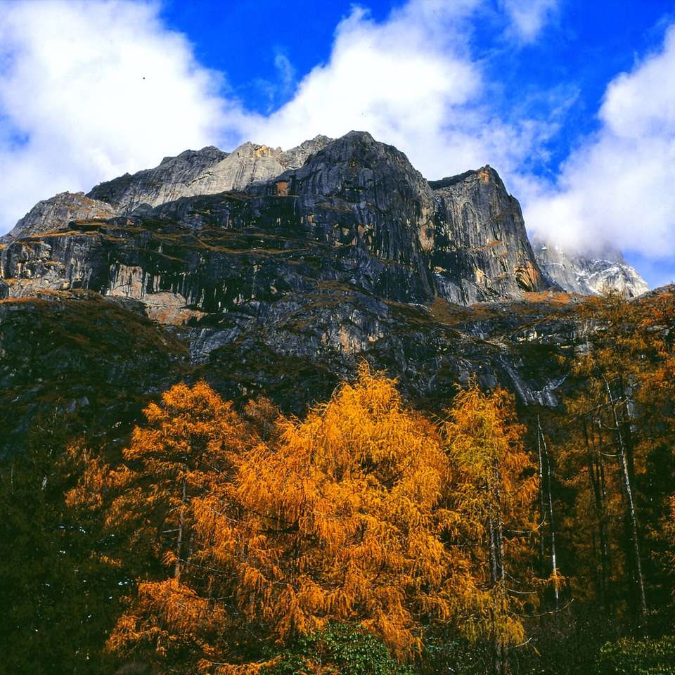 copaci galbeni lângă munte alunecare puzzle online