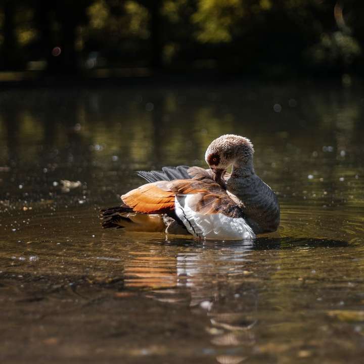 brown and white duck sliding puzzle online