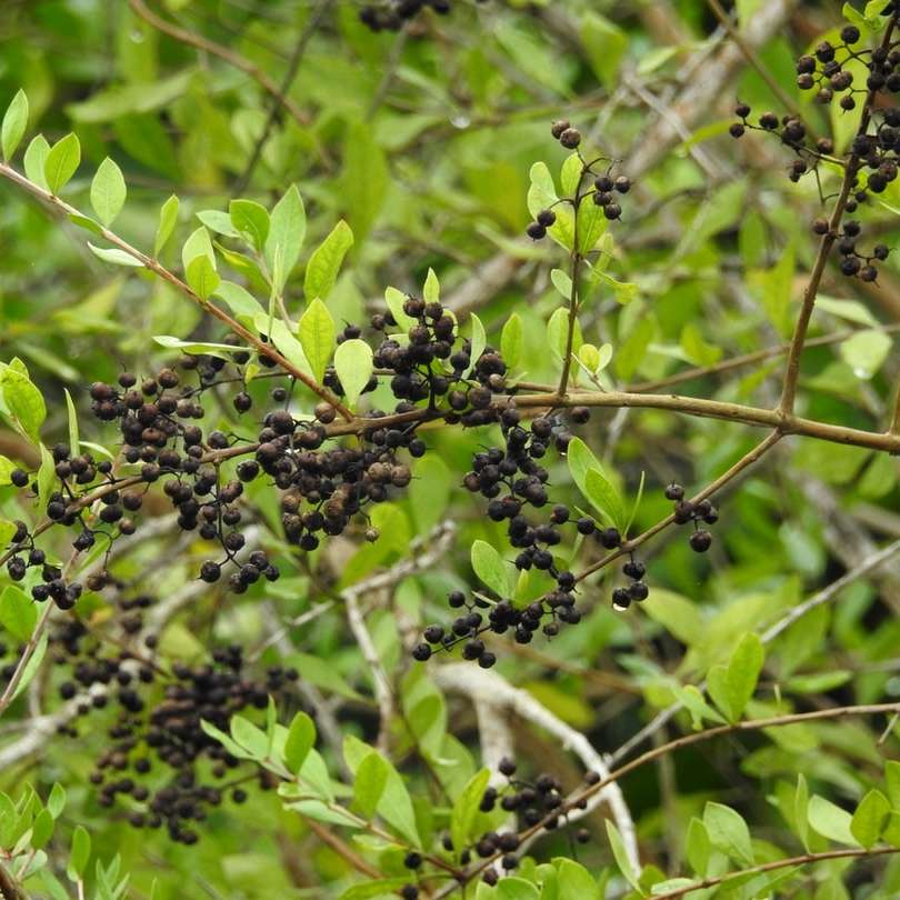czarne okrągłe owoce na zielonych liściach w ciągu dnia puzzle online