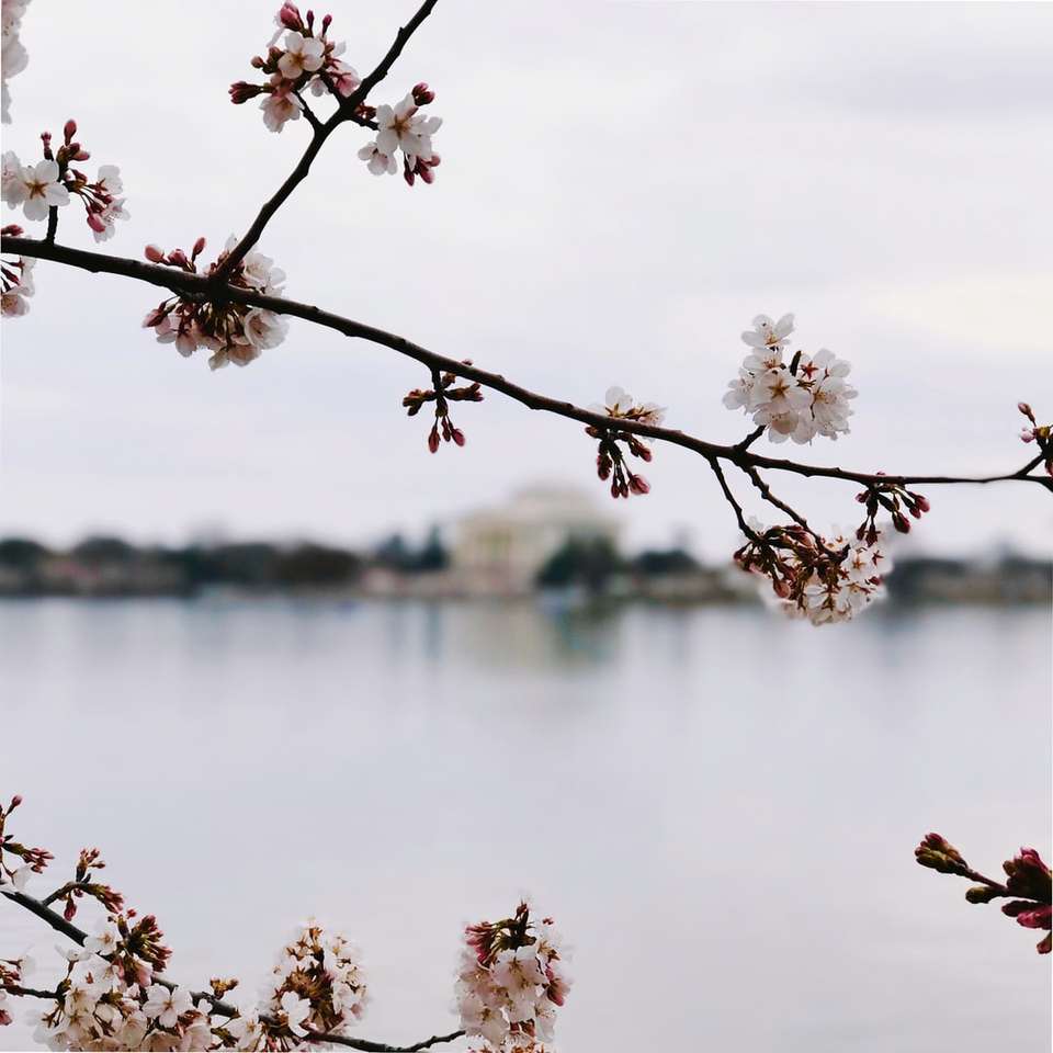 tilt-shift photography of sakura tree sliding puzzle online