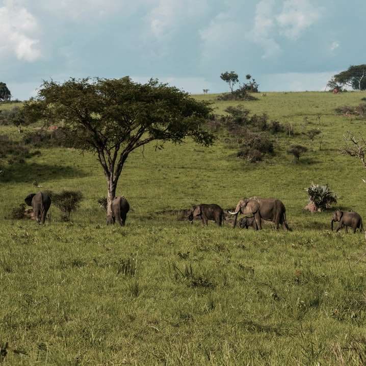 Horde von Elefanten Online-Puzzle