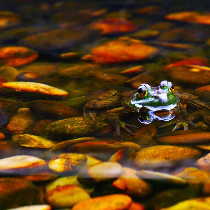 жаба, седнала на камък, заобиколена от водоем онлайн пъзел