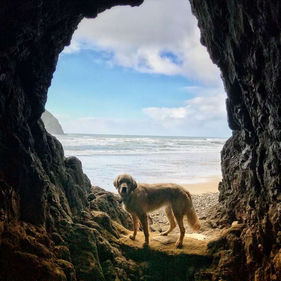 Labrador retriever dourado adulto dentro de uma caverna perto do corpo puzzle deslizante online