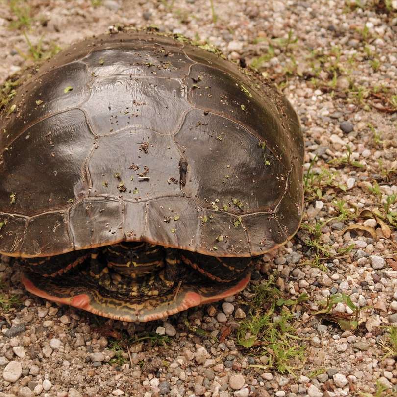brun sköldpadda glidande pussel online