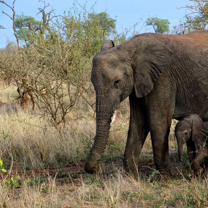 γκρίζοι ελέφαντες κοντά στο δέντρο συρόμενο παζλ online