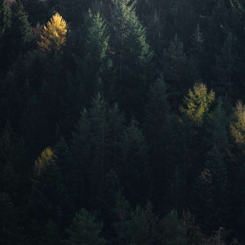 pinheiros verdes na montanha durante o dia puzzle online