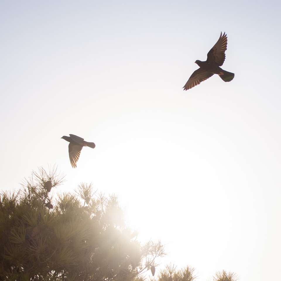 svartvit fågel som flyger under dagtid glidande pussel online