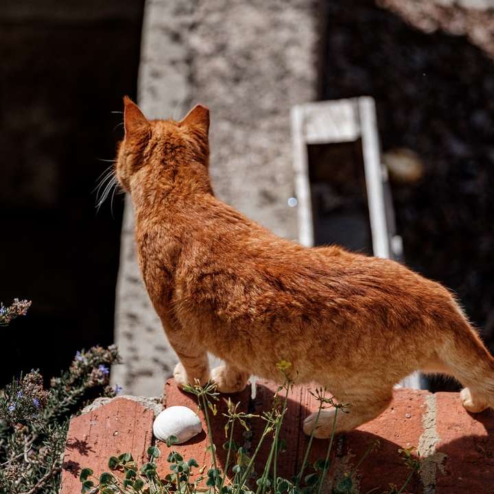 πορτοκαλί τιγρέ γάτα σε καφέ τοίχο από τούβλα online παζλ