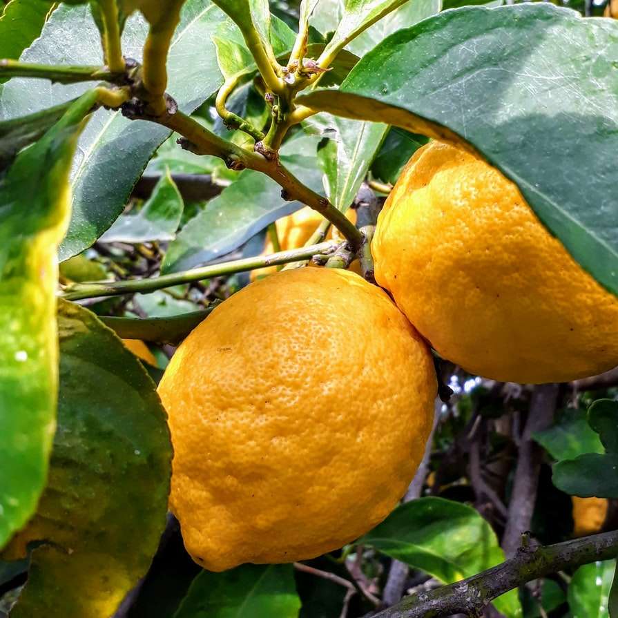 żółte owoce cytrusowe na drzewie puzzle przesuwne online