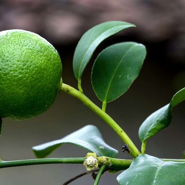 πράσινο στρογγυλό φρούτο με λευκό λουλούδι online παζλ