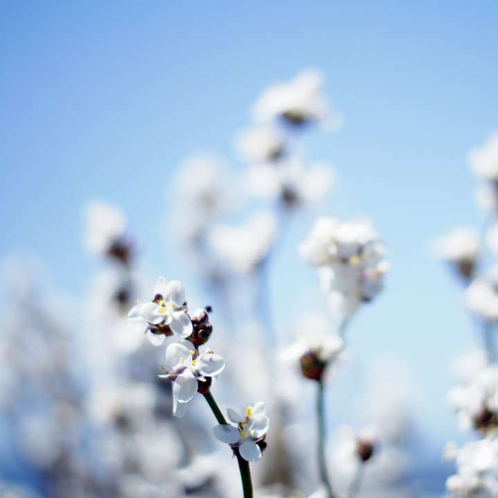 flache Fokusfotografie der Blume Schiebepuzzle online