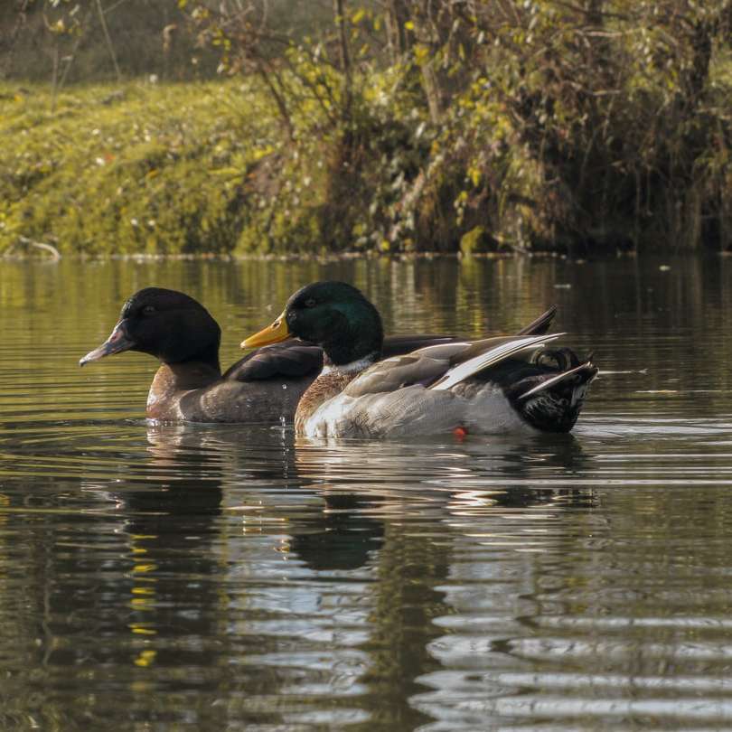 deux canards noirs sur un plan d & # 39; eau puzzle en ligne