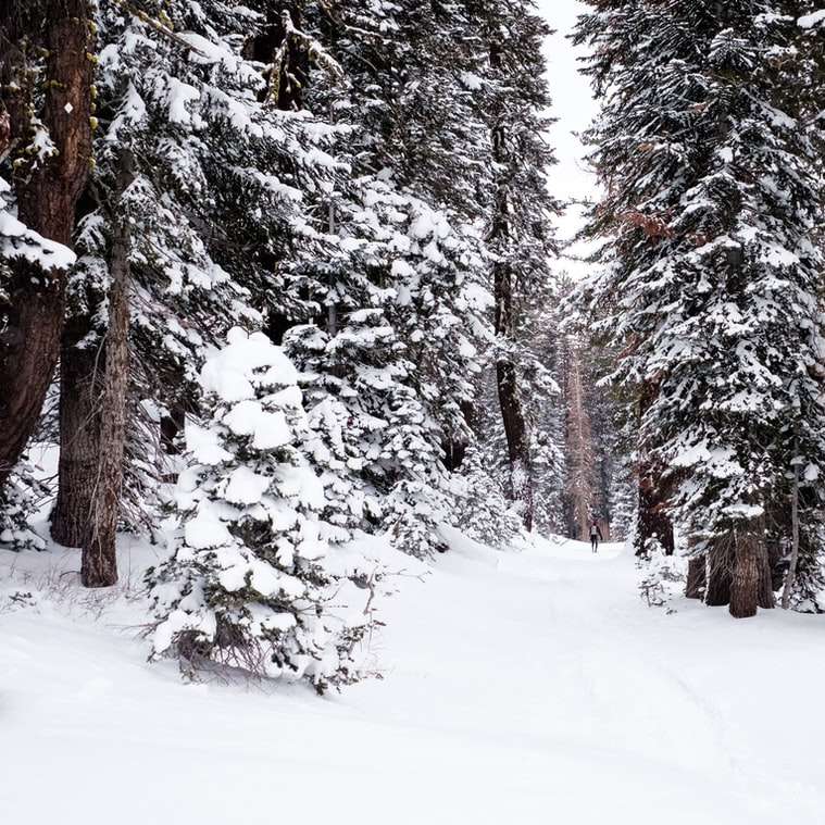träd täckta av snö Pussel online