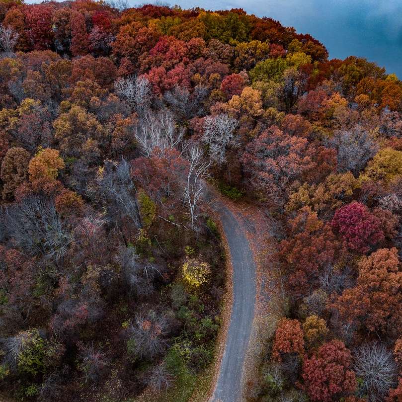 Luftbild der grauen Straße zwischen Bäumen Online-Puzzle
