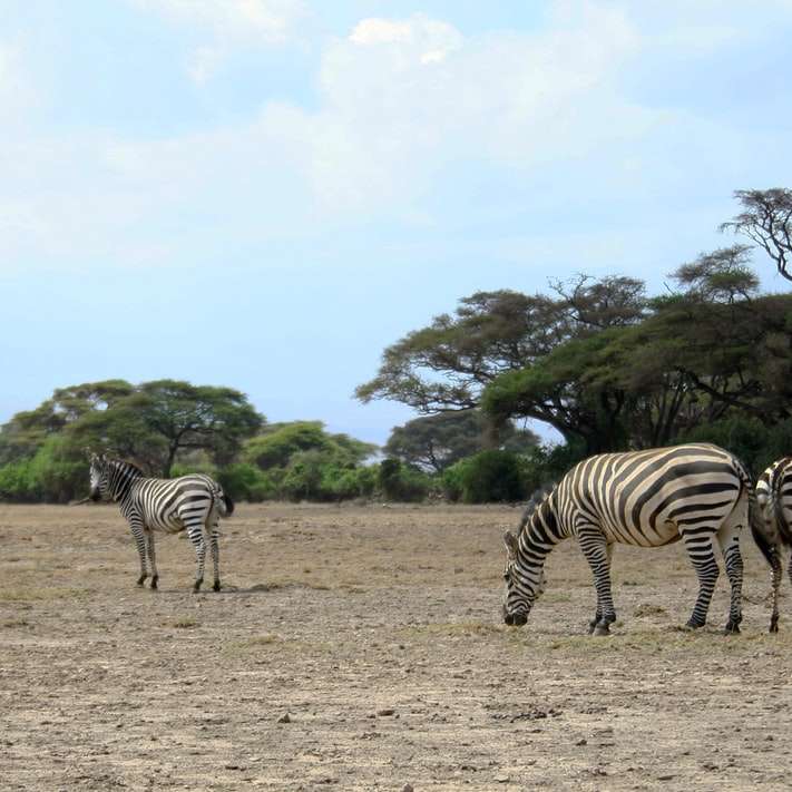 tre zebror i ett fält under dagtid Pussel online