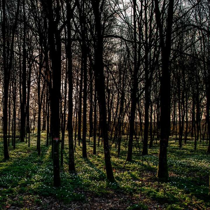 brązowe drzewa na zielonym polu trawy w ciągu dnia puzzle przesuwne online