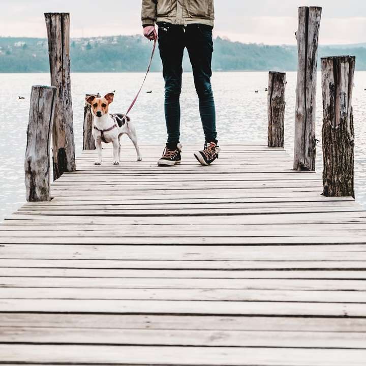 犬の近くのドックに立っている人 スライディングパズル・オンライン