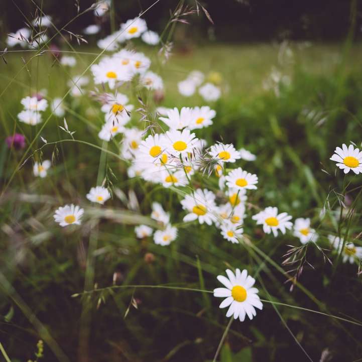 grunt fokus fotografering av vita blommor Pussel online