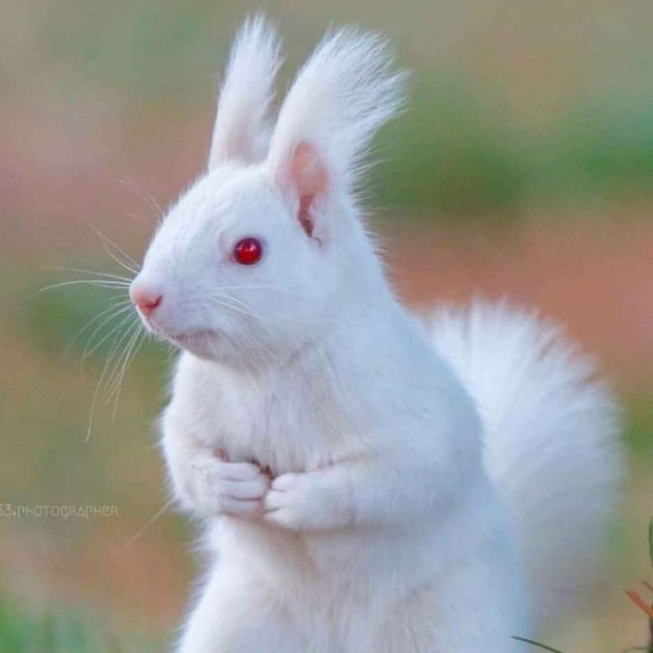blanc neige - écureuil albinos puzzle coulissant en ligne