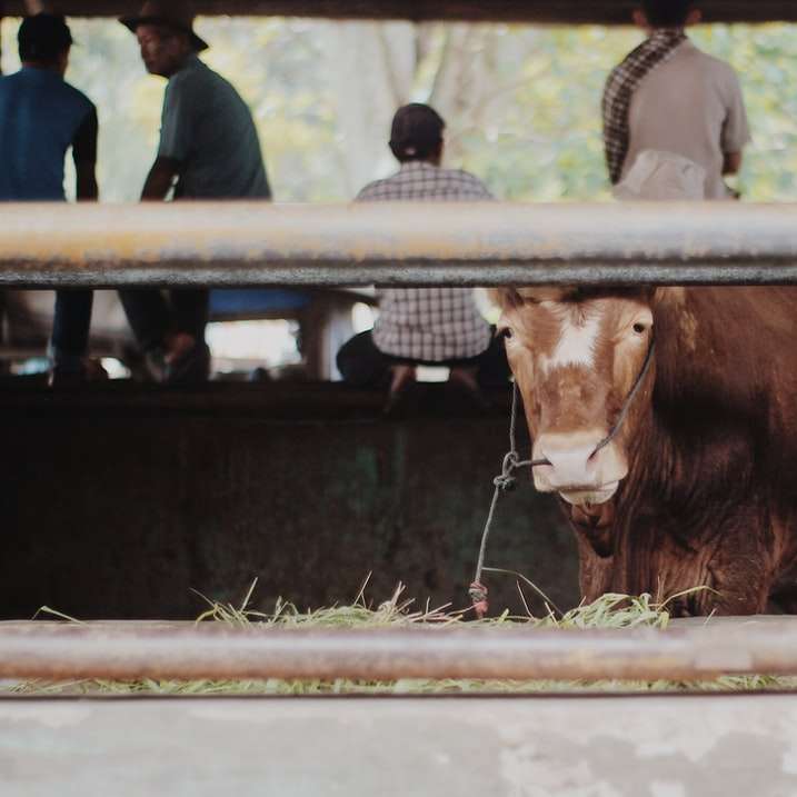 man in black jacket standing beside brown cow during daytime sliding puzzle online